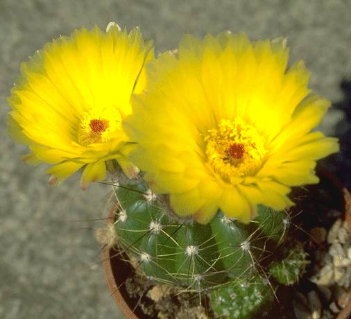 Notocactus sp. HU238