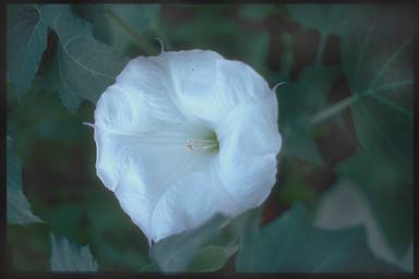 Datura meteloides flower